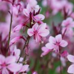 Gaura lindheimerova 'BABY BUTTERFLY- DARK PINK', kont. 1L