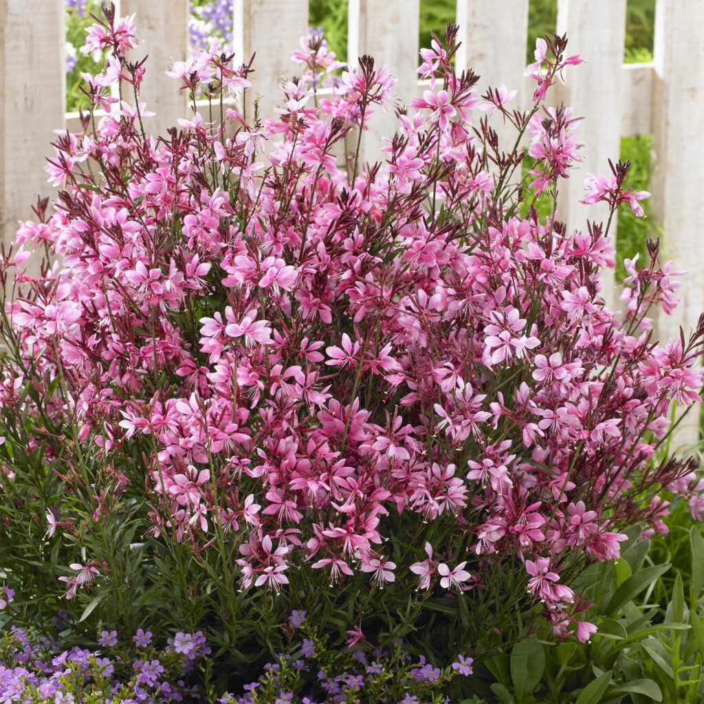 Gaura lindheimerova 'BABY BUTTERFLY- DARK PINK', kont. 1L