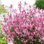Gaura lindheimerova 'BABY BUTTERFLY- DARK PINK', kont. 1L