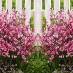 Gaura lindheimerova 'BABY BUTTERFLY- DARK PINK', kont. 1L