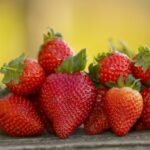 Jahody DIAMANTE, 10 kusov, stálorodiace