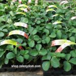 Jahody DIAMANTE, 10 kusov, stálorodiace