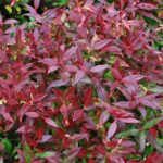 Leukote 'ROYAL RUBY', 20-30cm, kont. 2l