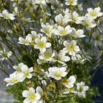 Lomikameň Arendsov ‘PIXIE WHITE’, kont. 0,5l