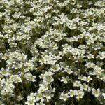 Lomikameň Arendsov ‘PIXIE WHITE’, kont. 0,5l