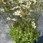 Lomikameň Arendsov ‘PIXIE WHITE’, kont. 0,5l