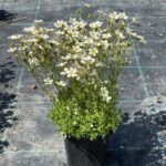 Lomikameň Arendsov ‘PIXIE WHITE’, kont. 0,5l