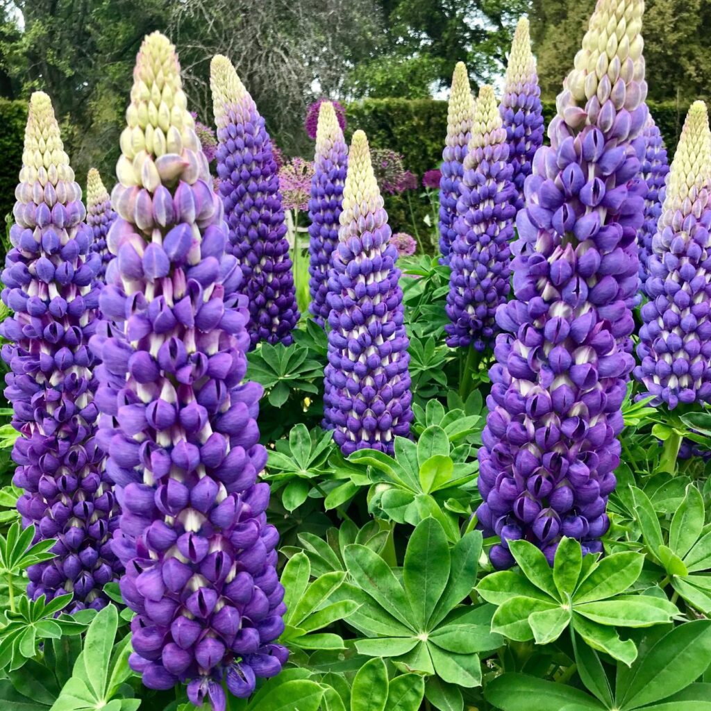 Lupina - Vlčí bôb 'PERSIAN SLIPPER', kont. 1l