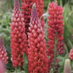 Lupina - Vlčí bôb 'TOWERING INFERNO', kont. 1l