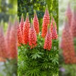 Lupina - Vlčí bôb 'TOWERING INFERNO', kont. 1l