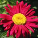 Margarétka ROBINSON RED, kont.0,5l