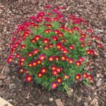 Margarétka ROBINSON RED, kont.0,5l