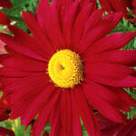 Margarétka ROBINSON RED, kont.0,5l