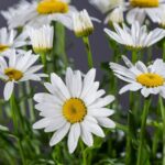 Margaréta veľkoúborová ´POLARIS´, kont. 1 l