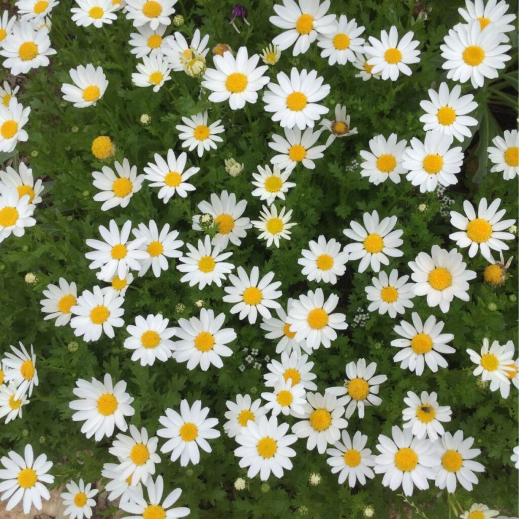 Margaréta veľkoúborová ´POLARIS´, kont. 1 l