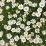 Margaréta veľkoúborová ´POLARIS´, kont. 1 l