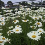 Margaréta veľkoúborová ´POLARIS´, kont. 1 l