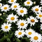 Margaréta veľkoúborová ´POLARIS´, kont. 1 l