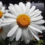 Margaréta veľkoúborová ´POLARIS´, kont. 1 l