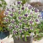 Nevädza horská 'AMETHYST IN SNOW', kont. 1l