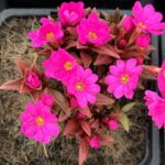 Prvosienka ružová ´GRANDIFLORA´