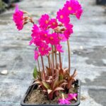 Prvosienka ružová ´GRANDIFLORA´