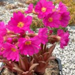 Prvosienka ružová ´GRANDIFLORA´