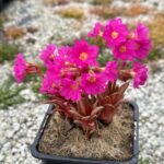 Prvosienka ružová ´GRANDIFLORA´