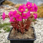 Prvosienka ružová ´GRANDIFLORA´