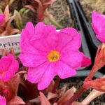 Prvosienka ružová ´GRANDIFLORA´