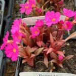 Prvosienka ružová ´GRANDIFLORA´