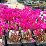 Prvosienka ružová ´GRANDIFLORA´