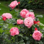 Ruža mnohokvetá ‘FLORA COLONIA‘, KORDES, kont. 2 l