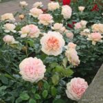 Ruža mnohokvetá 'GARDEN OF ROSES', KORDES, kont. 2 l