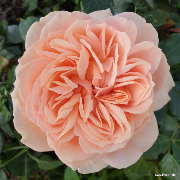 Ruža mnohokvetá 'GARDEN OF ROSES', KORDES, kont. 2 l
