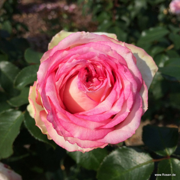 Ruža mnohokvetá ‘MEINE ROSE‘, KORDES, kont. 2 l