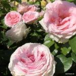 Ruža mnohokvetá ‘MEINE ROSE‘, KORDES, kont. 2 l