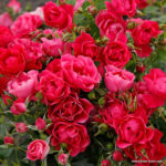 Ruža mnohokvetá ‘PINK FOREST ROSE‘, KORDES, kont. 2 l