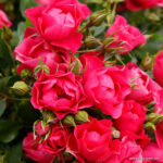 Ruža mnohokvetá ‘PINK FOREST ROSE‘, KORDES, kont. 2 l