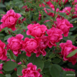 Ruža mnohokvetá ‘PINK FOREST ROSE‘, KORDES, kont. 2 l