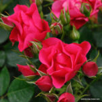 Ruža mnohokvetá ‘PINK FOREST ROSE‘, KORDES, kont. 2 l