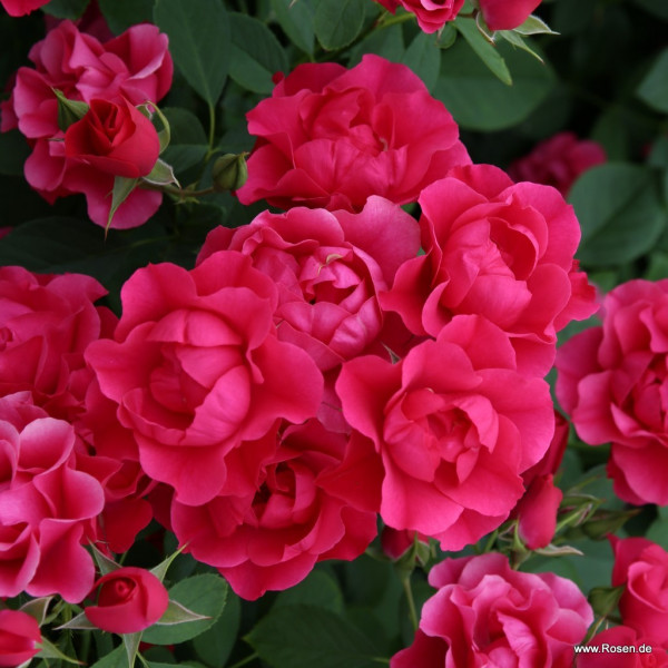 Ruža mnohokvetá ‘PINK FOREST ROSE‘, KORDES, kont. 2 l
