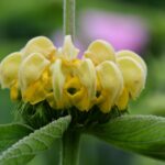 Sápa záhradná, kont. 1 l