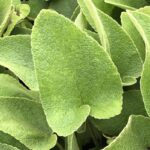 Sápa záhradná, kont. 1 l