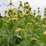 Sápa záhradná, kont. 1 l