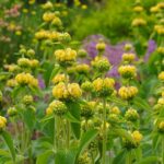 Sápa záhradná, kont. 1 l