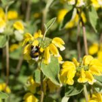 Sápa záhradná, kont. 1 l