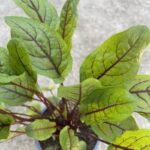 Štavel krvavý 'RED STRIPE', kont. 1l