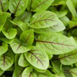 Štavel krvavý 'RED STRIPE', kont. 1l