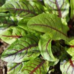 Štavel krvavý 'RED STRIPE', kont. 1l